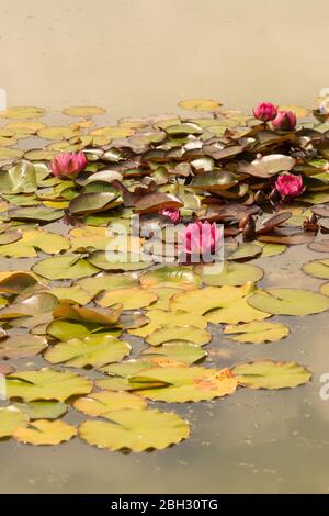 Nymphaea "attrazione"; Foto Stock