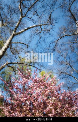 La primavera è bella in Madison Square Park, New York, Stati Uniti d'America Foto Stock