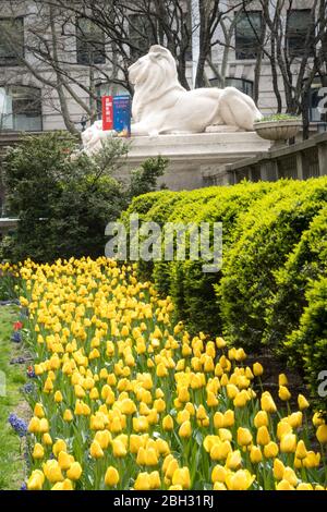 Statua del Leone in primavera, New York Public Library, Main Branch, New York Foto Stock