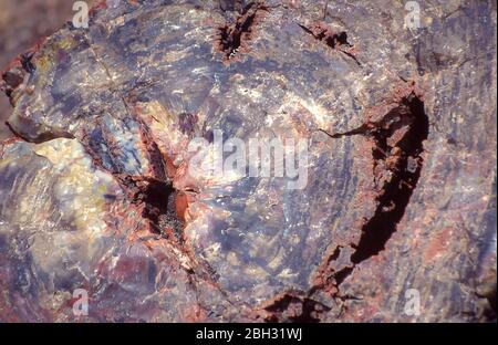 Tronchi fossilizzati ma perfettamente riconoscibili nella foresta pietrificata in Arizona, vicino al deserto dipinto. Foto Stock