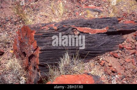 Tronchi fossilizzati ma perfettamente riconoscibili nella foresta pietrificata in Arizona, vicino al deserto dipinto. Foto Stock