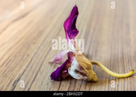 Il fiore di orchidea appassito cade ampiamente sul pavimento in legno Foto Stock