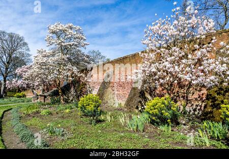 Magnolia Tree Blossom a Waterlow Park Highgate London Foto Stock