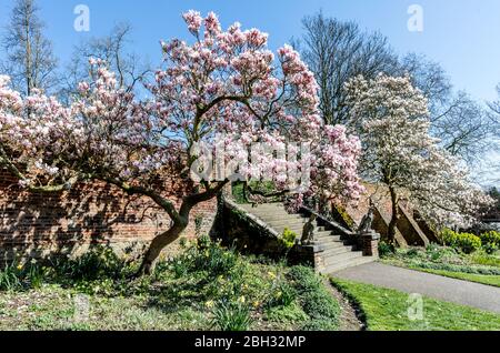 Magnolia Tree Blossom a Waterlow Park Highgate London Foto Stock