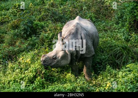 Rinoceronte asiatiche nel Parco Nazionale di Chitwan in Nepal. Foto Stock