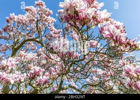 Magnolia Tree Blossom a Waterlow Park Highgate London Foto Stock