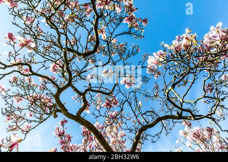 Magnolia Tree Blossom a Waterlow Park Highgate London Foto Stock