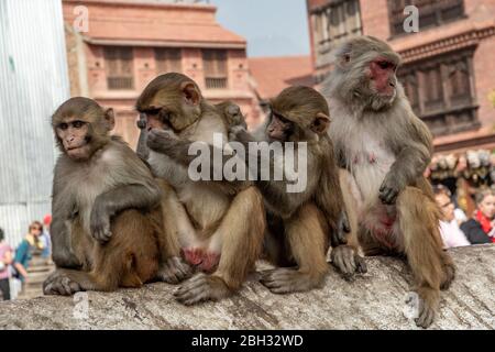 Le scimmie che vivono nel tempio di Swayambhunath trascorrono molto tempo a pulire e a togliere pulci e scab, Kathmandu, Foto Stock