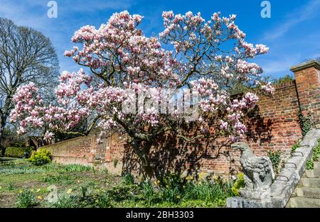 Magnolia Tree Blossom a Waterlow Park Highgate London Foto Stock