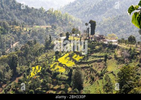 Campi di sesamo e riso aggrappati alle colline intorno a Dhulikhel in Nepal. Foto Stock