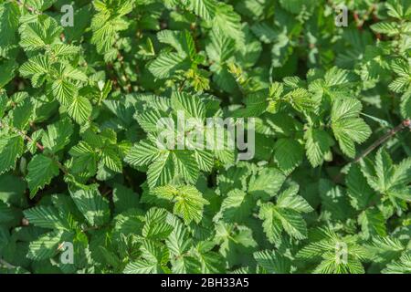 MeadowSweet / Filipendula ulmaria foglie in primavera sole. Pianta medicinale utilizzata nella medicina erboristica e nei rimedi erboristici per le sue proprietà analgesiche. Foto Stock