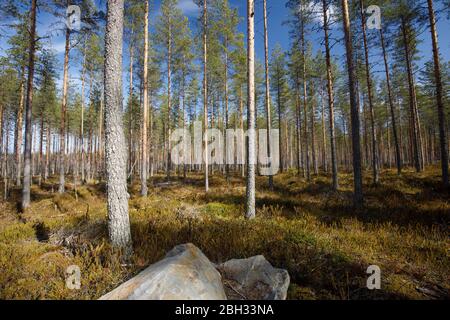 Giovane pineta ( Pinus Sylvestris ) che cresce su terreno boschivo , Finlandia Foto Stock