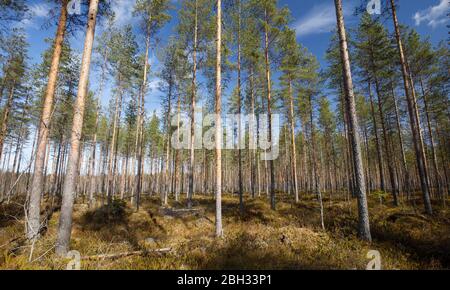 Giovane pineta ( Pinus Sylvestris ) che cresce su terreno boschivo , Finlandia Foto Stock