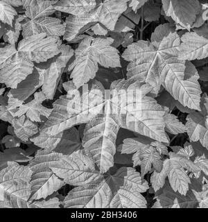 Bianco e nero monocromatico di foglie massaggiate di Sycamore / Acer pseudoplatano albero in primavera sole. Sycamore è un membro della famiglia Maple. Foto Stock