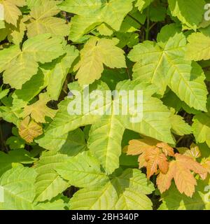 Massa di foglie di Sycamore / Acer pseudoplatano albero in primavera sole. Sycamore è un membro della famiglia Maple. Foto Stock