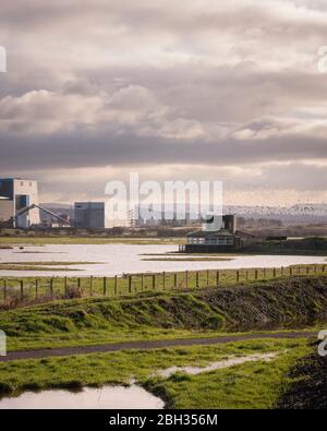 Il nascondiglio nel suo contesto con uccelli che passano. Saltholme Pools Hide, Middlesbrough, Regno Unito. Architetto: Bambino Gradcon Lewis , 2019. Foto Stock