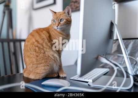 il gatto verde-eyed del tabby si siede davanti al calcolatore Foto Stock