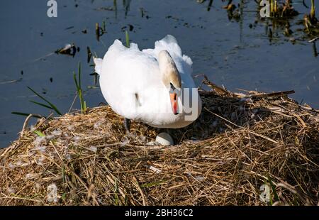 East Lothian, Scozia, Regno Unito, 23 aprile 220. Tempo in Gran Bretagna: Un paio di cigni muti sono annidati in questo piccolo serbatoio artificiale per diversi anni e con successo cresciuto giovane. Nonostante i cigneti che compaiono già nel sud del Regno Unito, queste uova non sono destinate a schiudersi fino a metà maggio. Il cigno femmina controlla le uova - ci sono almeno 3 uova nel nido Foto Stock