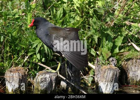 Moorhen, Gallinula cloropus che si allunga Foto Stock