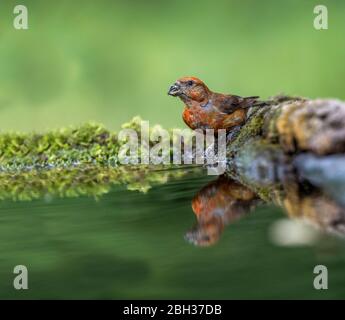 Crossbill; Loxia curvirostra; maschio; acque potabili; Regno Unito Foto Stock