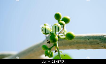 Tinospora cordifolia, Giloy Erba naturale per migliorare il sistema immunitario facilmente disponibile in India. Frutta, pianta, foglia, gambo, ramificazione Foto Stock