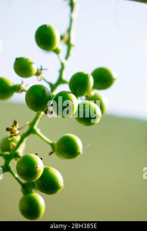 Tinospora cordifolia, Giloy Erba naturale per migliorare il sistema immunitario facilmente disponibile in India. Frutta, pianta, foglia, gambo, ramificazione Foto Stock