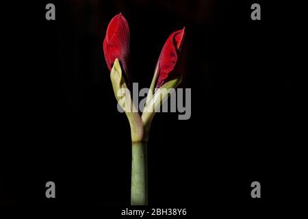 Amaryllis Red tipo germogliante su sfondo nero Foto Stock