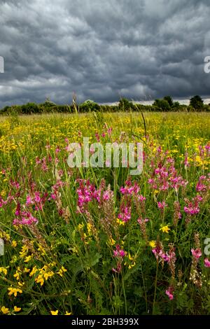 Winterbourne Down RSPB; Meadow; Salisbury Plain; UK Foto Stock