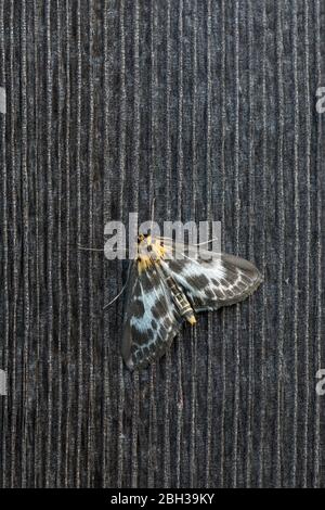 Piccola Moth Magpie; Anania hortulata; UK Foto Stock