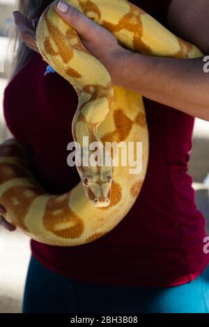 La donna tiene grandi, pesanti python birmano che è avvolto intorno alle sue anche. Foto Stock