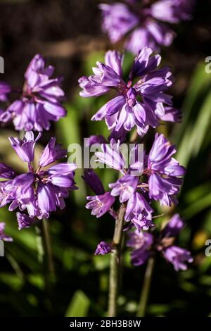 Petalo viola Agapanthus fiore Foto Stock