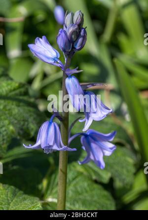 Un fiore spagnolo Bluebell in pieno fiore in un giardino in Alsager Cheshire Inghilterra Regno Unito Regno Unito Foto Stock