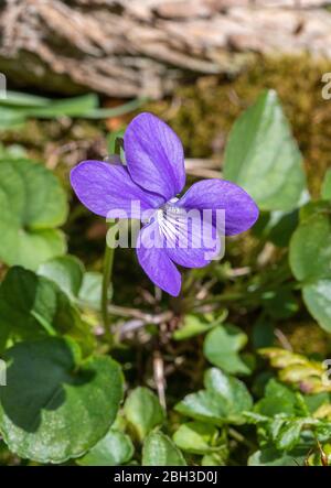 Un fiore viola del cane comune in fiore in un giardino in Alsager Cheshire Inghilterra Regno Unito Regno Unito Foto Stock