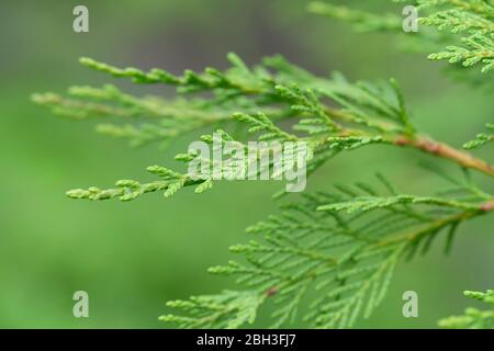 Particolare del ramo di un cipresso leyland. Foto Stock