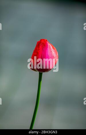 tulipano singolo isolato sul dorso grigio, terreno in turchese Foto Stock