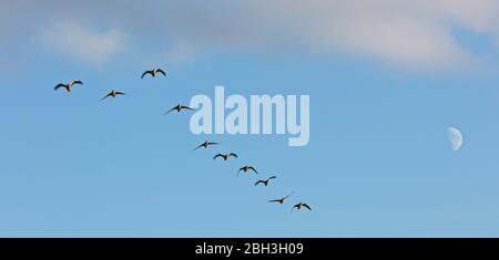 Volo di Greylag Geese, vicino a Slimbridge, Gloucestershire, Inghilterra, Regno Unito. Foto Stock