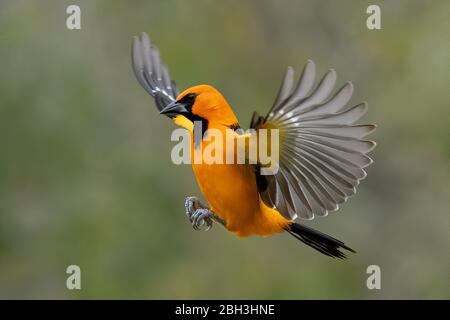 Altamira oriole (Icterus gularis), Alamo, Rio Grande Valley, Texas, Stati Uniti Foto Stock