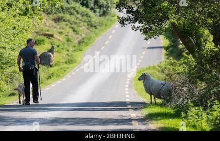 Gap of Dunloe, Irlanda - 11 maggio 2017: Uomo che cammina il suo cane attraverso il Gap of Dunloe guardando le pecore sul lato della strada Foto Stock