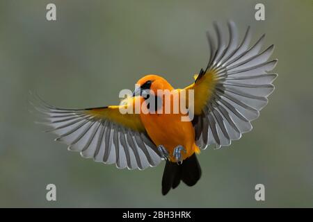 Altamira oriole, Alamo, Rio Grande Valley, Texas, USA Foto Stock