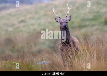 La giovane sika si è arenata nel Parco Nazionale delle Montagne di Wicklow in Irlanda in un giorno autunnale Foto Stock