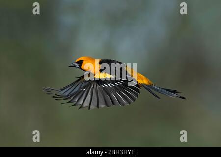 Altamira oriole, Alamo, Rio Grande Valley, Texas, USA Foto Stock