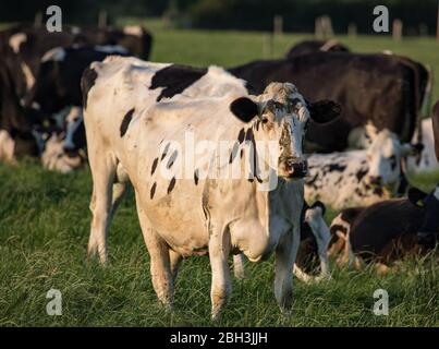 Mucche da latte irlandesi che pascola al sole della sera durante l'estate Foto Stock