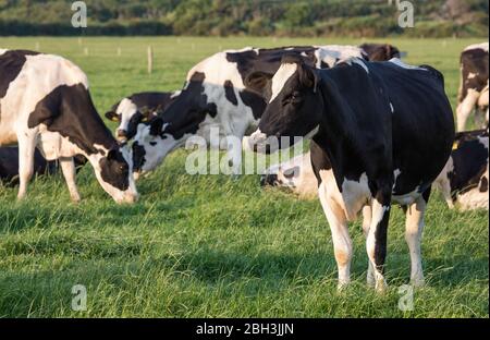 Mucche da latte irlandesi che pascola al sole della sera durante l'estate Foto Stock