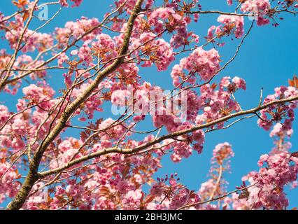 abebuia rosea, chiamata anche poui rosa, e rosato tromba Foto Stock