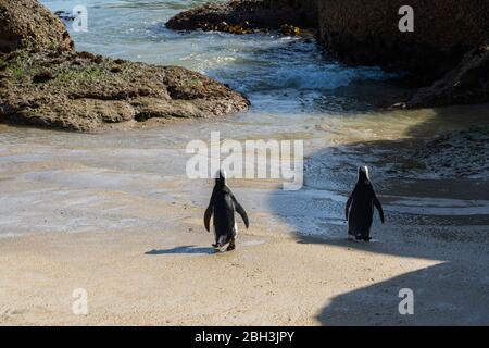 Un paio di pinguini africani o Jackass che nuotano insieme a Boulders Beach, Simonstown, Città del Capo, Sud Africa Foto Stock