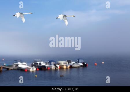 Un paio di persone che si sono covate nella migrazione. Giorno di nebbia sul mare, Cygnus cygnus fauna selvatica sul mare. Piccolo porto sullo sfondo. Foto Stock