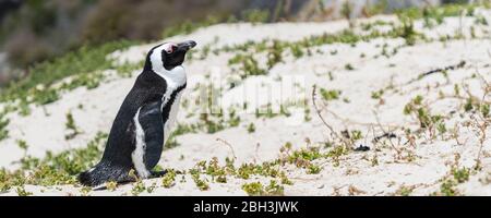 Un singolo pinguino africano su una duna a Boulders Beach, Sudafrica Foto Stock