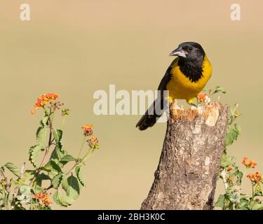 Oriole di Audubon (Icterus graduacauda), precedentemente nota come oriole dalla testa nera Foto Stock