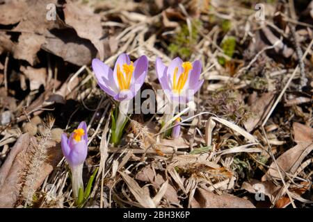 Piccolo crocus viola fiorente in primavera precoce attraverso foglie morte Foto Stock