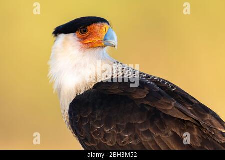 Crested Caracara Caracara), Laguna Seca Ranch, Rio Grande Valley, Texas, USA Foto Stock
